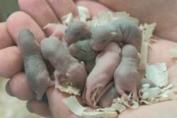 موش فضانورد چینی با سلامت کامل به زمین بازگشت و خانواده‌ای تشکیل داد