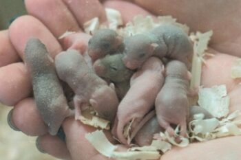 موش فضانورد چینی با سلامت کامل به زمین بازگشت و خانواده‌ای تشکیل داد