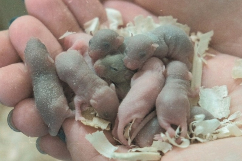 موش فضانورد چینی با سلامت کامل به زمین بازگشت و خانواده‌ای تشکیل داد