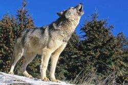 چگونه گرگ‌های باستانی ۵ هزار سال پیش به جزیره‌ای دورافتاده در سوئد سفر کردند؟