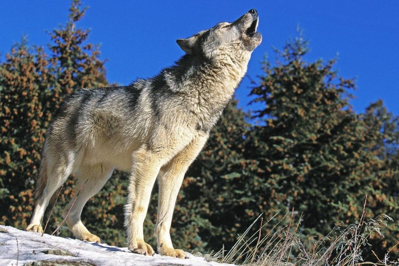 چگونه گرگ‌های باستانی ۵ هزار سال پیش به جزیره‌ای دورافتاده در سوئد سفر کردند؟