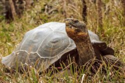 بازگشت لاک‌پشت غول‌پیکر فلوریانا به زیستگاه اصلی‌اش پس از ۲۰۰ سال