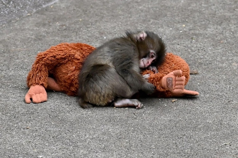 میمون تنها، عروسک و آزمایشی ۷۰ ساله: چه درس‌هایی از داستان پانچ درباره دلبستگی می‌گیریم؟