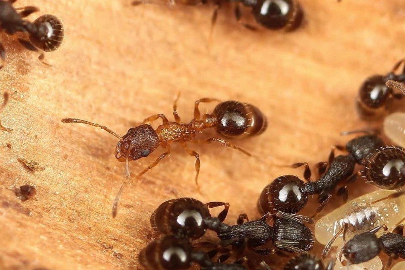 کشف گونه‌ای مورچه که همه اعضای آن ملکه هستند و نر و کارگر ندارد