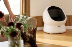 نحوه استفاده Petlibro از هوش مصنوعی برای تشخیص زودهنگام مشکلات سلامت گربه‌ها